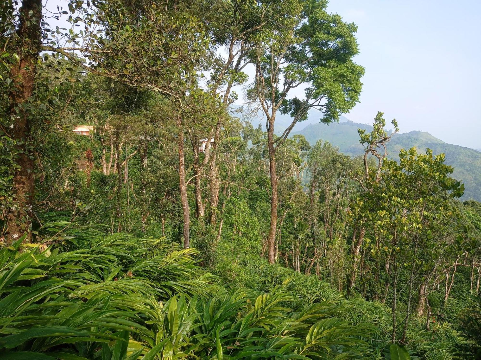 Munnar Home Stay Teadrops Plantation Villa Extérieur photo