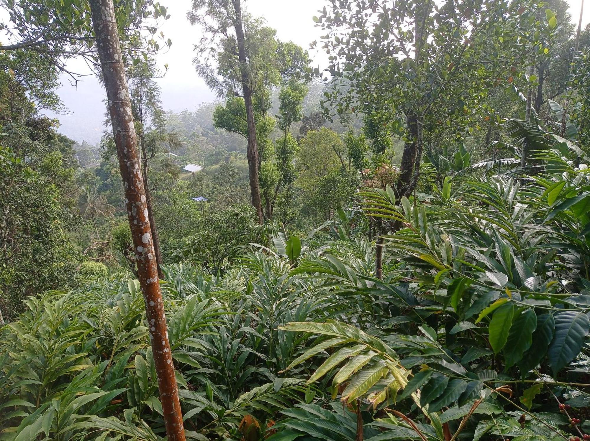 Munnar Home Stay Teadrops Plantation Villa Extérieur photo