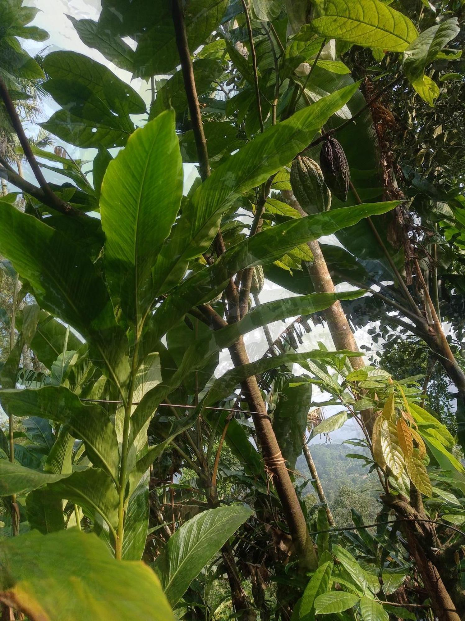 Munnar Home Stay Teadrops Plantation Villa Extérieur photo