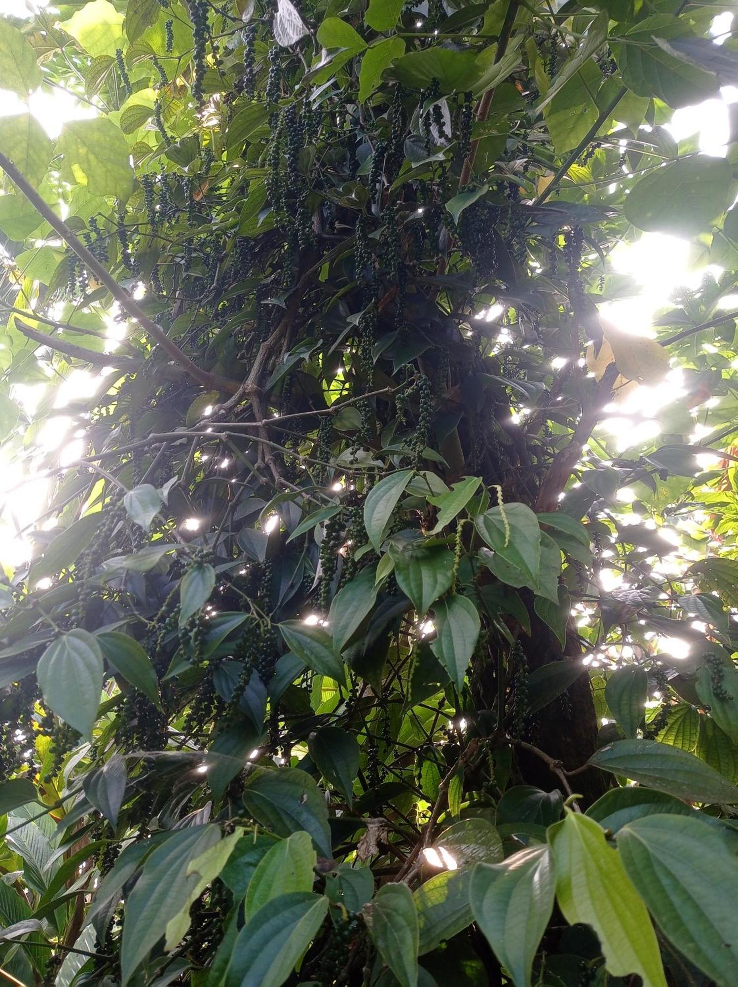 Munnar Home Stay Teadrops Plantation Villa Extérieur photo