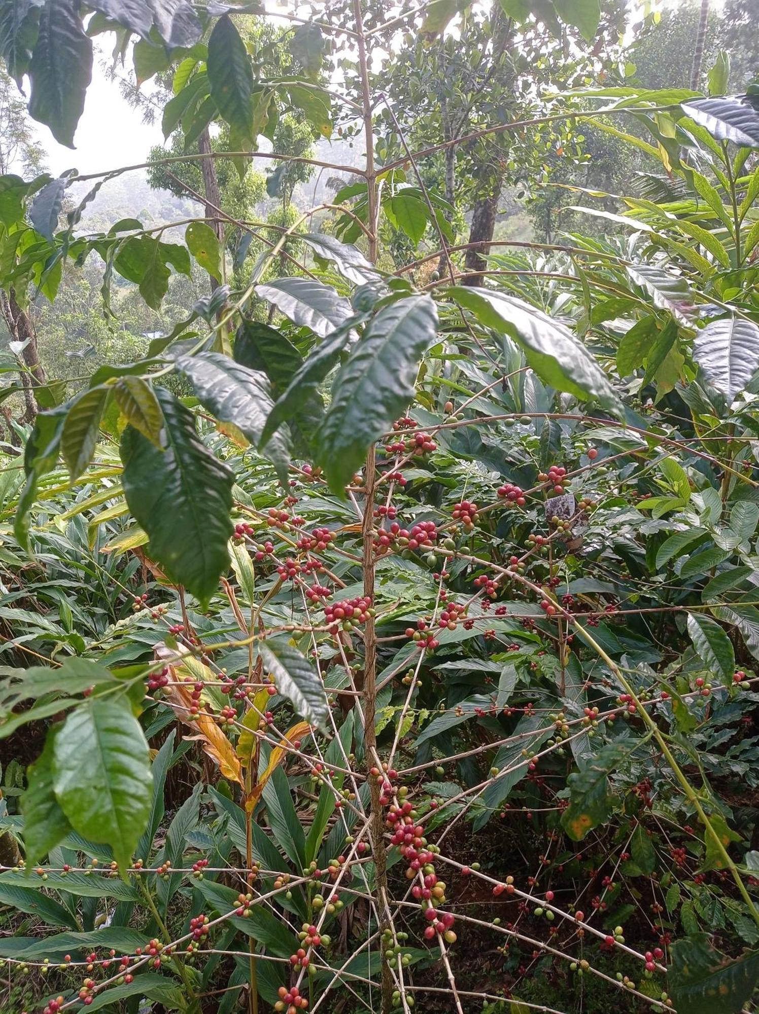 Munnar Home Stay Teadrops Plantation Villa Extérieur photo