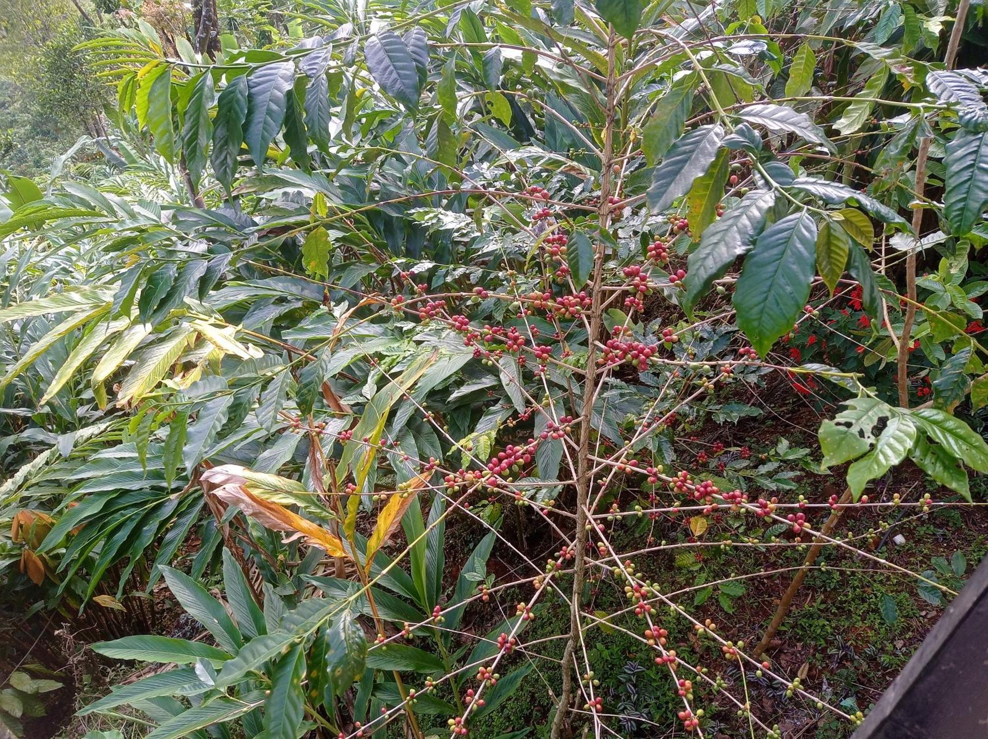 Munnar Home Stay Teadrops Plantation Villa Extérieur photo